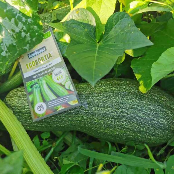 Bučka Ortolana di Faenza - Tikvica - Zucchini (1)