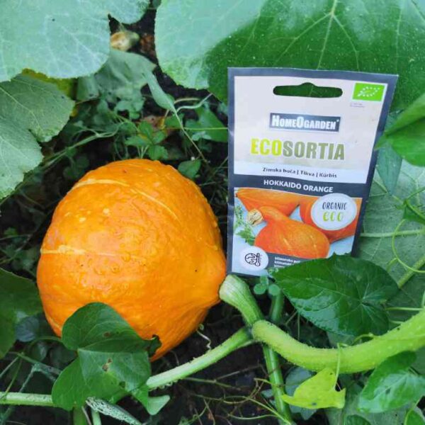 Eko semena zimska buča »Hokkaido orange«