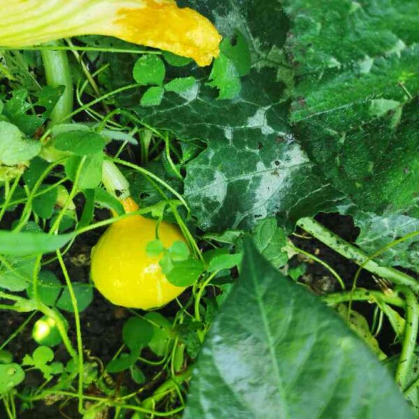 Eko semena zimska buča »Hokkaido orange«