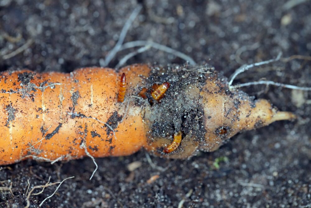 žičnjaci u vrtu homeogarden