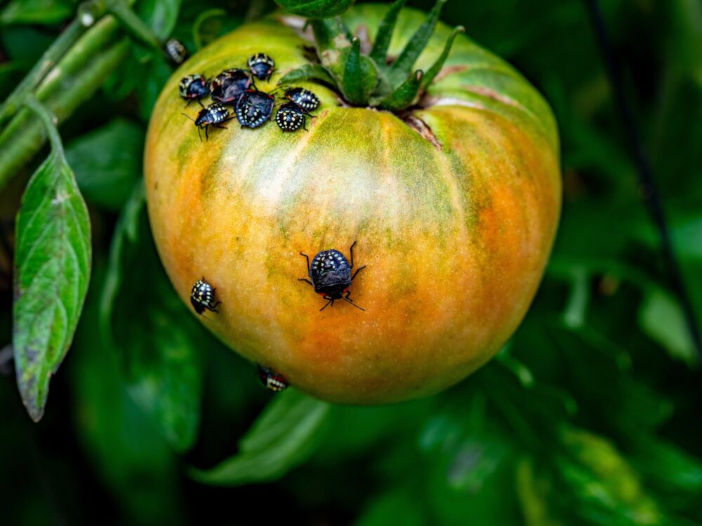 Smrdljivi martin - kako ga prepoznati?