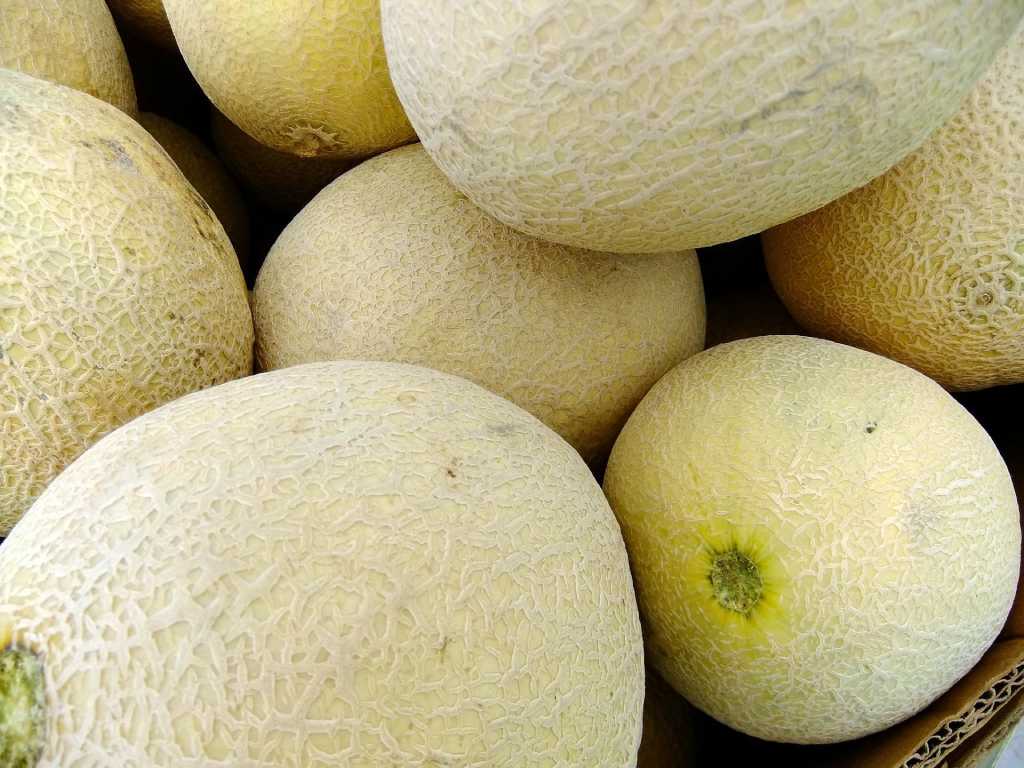 vzgoja melone