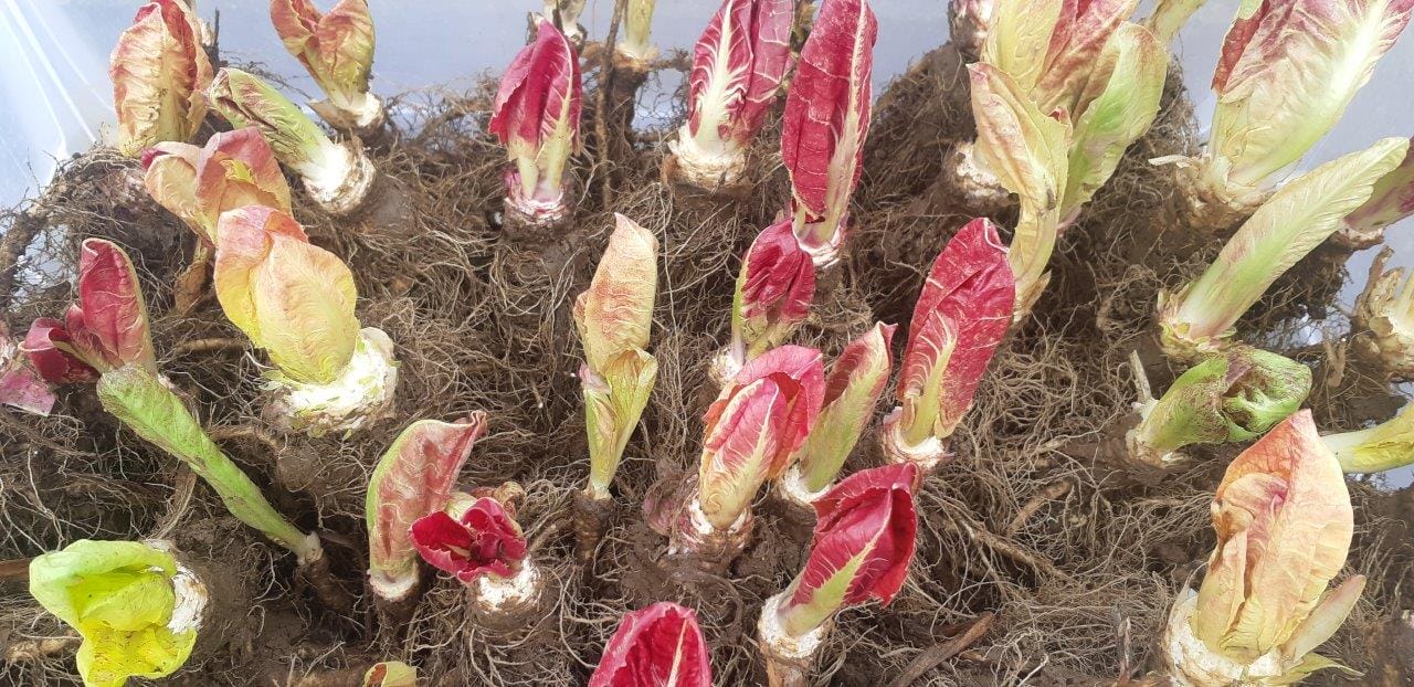 Radič vzgoja: Vzgoja radiča od setve do pridelka