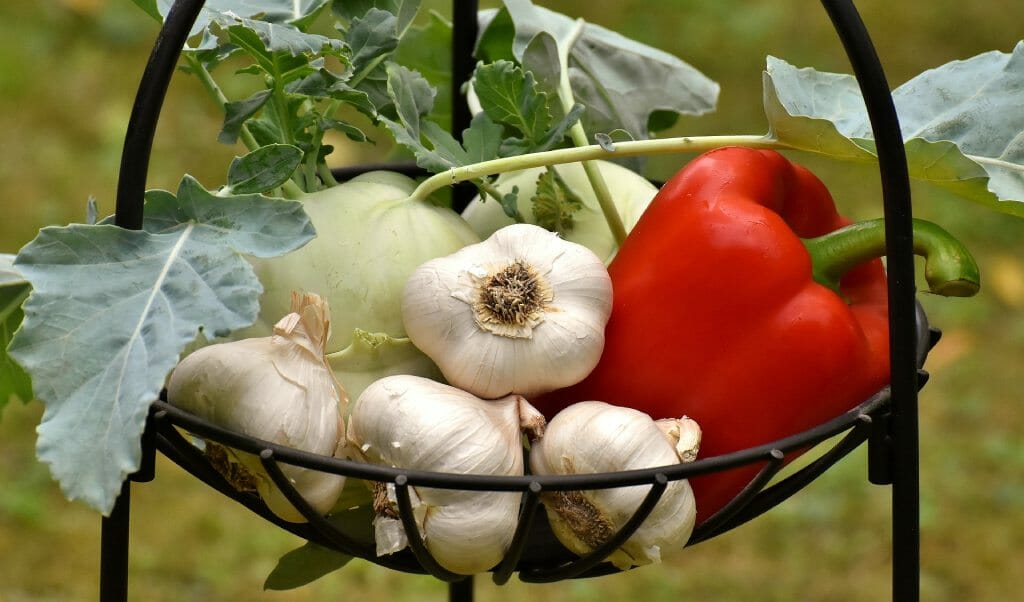 Oktobrska vrtnarska dela česen paprika