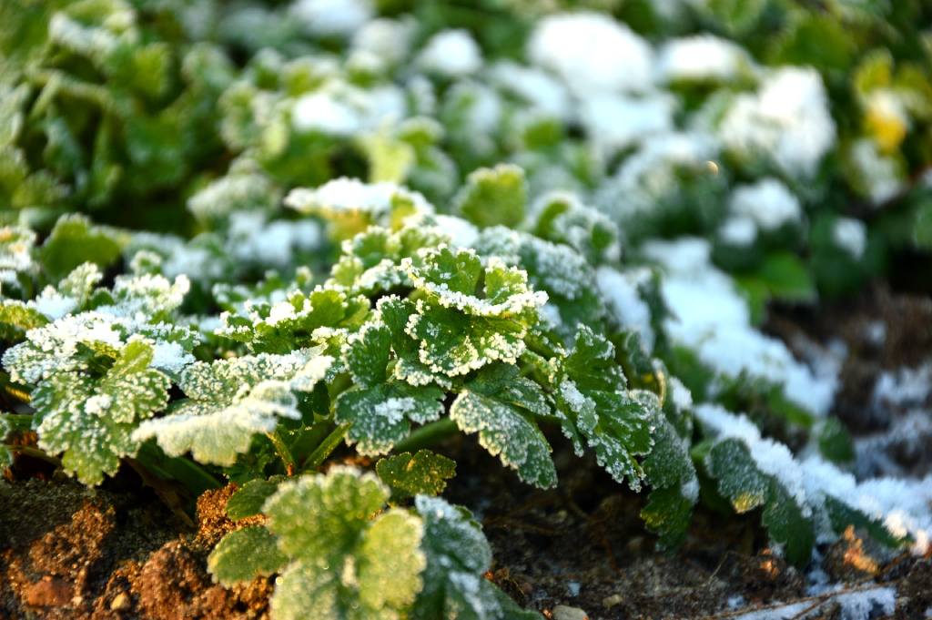 Decembrska vrtnarska dela