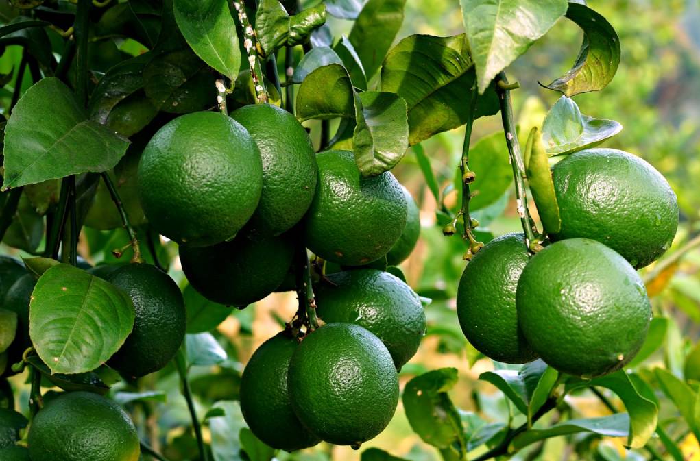Limeta.