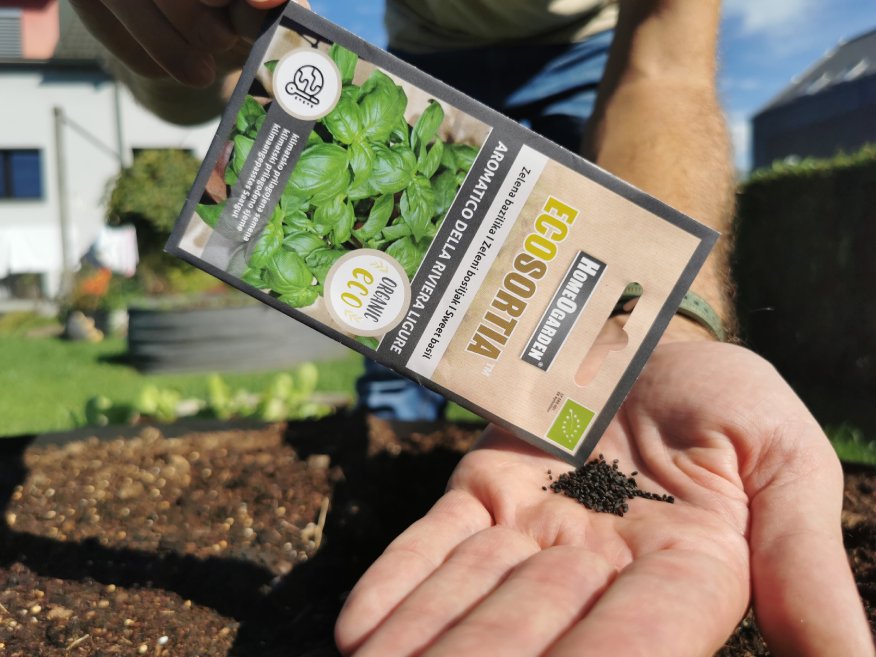 Seme bazilika aromatico.