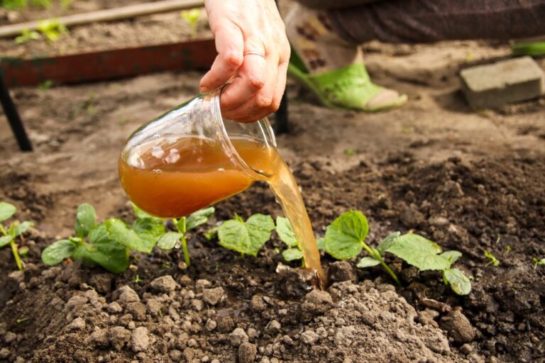 Alge na vrtu: Naravni biostimulanti iz morja - Homeogarden