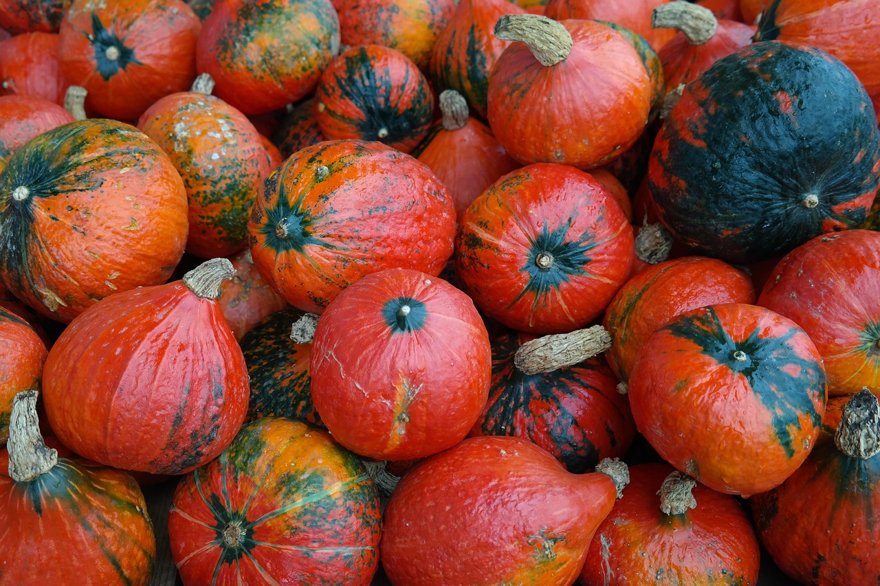 hokkaido buča